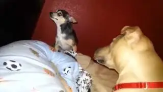 Bruno Dog