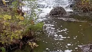 Повна річка води, Сом попав на Паук.