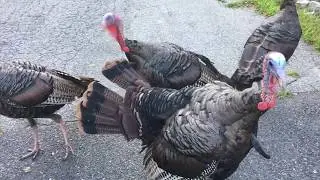 Aggressive Wild Turkeys Warned in Massachusetts