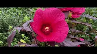 HIBISCUS FLOWER