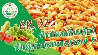 ก้าวไกลกับกรมวิชาการเกษตร |​ ข้าวโพดเลี้ยงสัตว์พันธุ์ลูกผสมนครสวรรค์ 5  EP.32​ ( 5 ต.ค.  62)