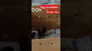 egg incubator മുട്ട വിരിയിക്കുന്ന പെട്ടി ഉണ്ടാക്കാം  #diy #craft #diycrafts