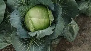 Бооооольшой обзор, 17 октября.