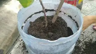 How to plant a Fig | ⚜️ PLANT ZONE ⚜️