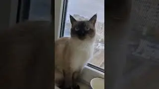 Прогулка Маняши Manyasha's walk 