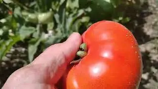 Наш огород 24.06.2024