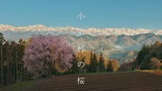 【日本で最も美しい村】小川村の桜 : Walking Around Ogawa Village（Nagano, Japan）