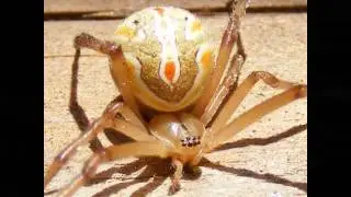 Bugs Crawling and Clicking SOUND EFFECT