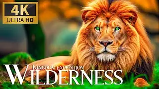 Animal Tales Unfold 4K 🐅 Incredible Exploration with Tranquil Piano Reflections