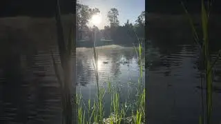Наша любимка лебёдушка Бильба завтракает на рассвете 😍🙌🦢