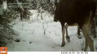 ID4330/Пинежский заповедник/За своим избранником