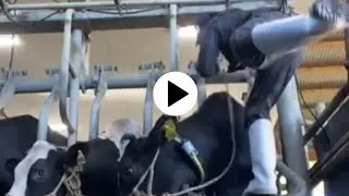 【犯人特定】乳牛を蹴る動物虐待が酷すぎる。本当に許せない。【大田原農場炎上】【Tik tok炎上】【炎上動画】