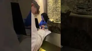 Котик- сотрудник отеля в Амстердаме, заселяет постояльцев