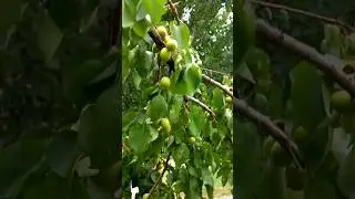 Армянское яблоко #армения #ереван #абрикос #армянскаякухня