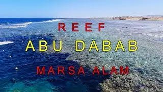 Abu Dabbab Bay, reef.Marsa Alam Egypt