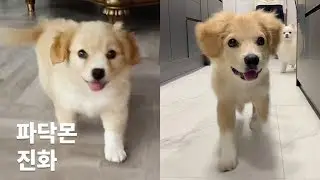 김라떼씨 짤털이 걷는 아기라떼 모음집