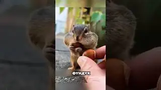 How much food can a chipmunk fit in its mouth? 🐿️ 🌰 