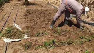 تحويل سقي النعناع من الغمر إلى التنقيط: خطوات بسيطة لنتائج أفضل