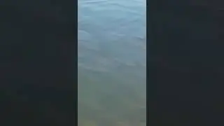 Cardumen de sabalos