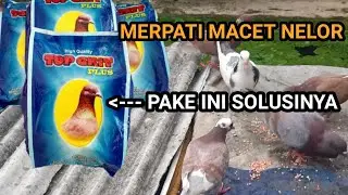 CARA MERPATI CEPAT BERTELUR | atau macet telor ini solusinya #merpati #merpatikolong #merpatiku
