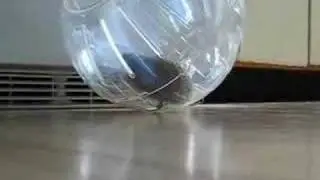 Bubble Hedgie