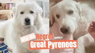 Why We Regret Having a Great Pyrenees  #greatpyrenees #pyreneesdog