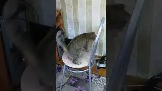 Я добуду колбасу
