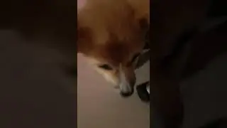 БРЮНЕТКА