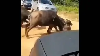Конец ЛЕОПАРДУ??