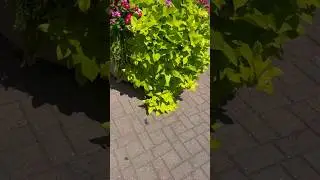 Ipomeas Plantas de Pleno Sol #plantas #amorporlasplantas #plantlove #plantlover #jardin #jardineria