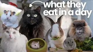What My Pets Eat in a Day 🐹🐰🐱🦐