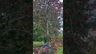 Рябина