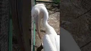 Что он делает ? 