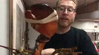 50 Yr Old LOBSTER The BIGGEST LOBSTER YOU'VE EVER SEEN | Nova Scotia Canada | John Quilter