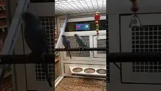Beautiful cockatiel’s lovers 🐦💕 #cockatiel #lovers #socurious