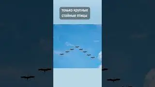 Почему птицы летают клином?