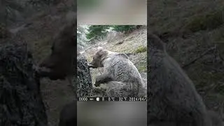 Hungry bear/Голодный мишка #bear #hanter #медведь #фотоловушка #тайга #охота #алтай #животные #мишка