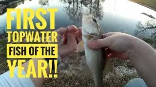 First topwater bass of the year!! | 365 Bass Challenge
