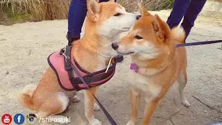 Suki finally recognises Mika! / Shiba Inu