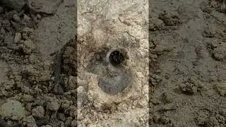 Mallow bee building nest