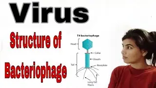 #virus .Typical structure of Bacteriophage virus.