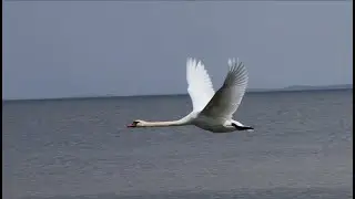 Swan wing sound
