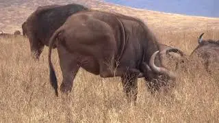 buffalo scratching
