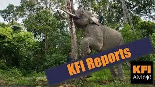 KFI Reports - Conservationists in LA have poached the president's tweets on Elephant trophies