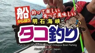 Fun to catch! Delicious to eat! Octopus Boat Fishing Akashi Channel, Japan.