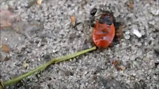 Муравей и личинка клопа солдатика