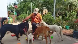 Dog style movie night, your adventure