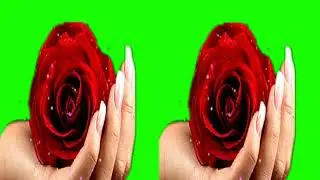 green screen effects.flowers green screen effects.rose green screen effects.