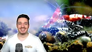10 TYPISCHE FEHLER bei ZWERGGARNELEN und wie Du sie vermeiden kannst! (1000 Abo Special 🥳🥳🥳)