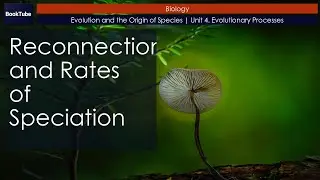 Reconnection and Rates of Speciation | Evolution and the Origin of Species